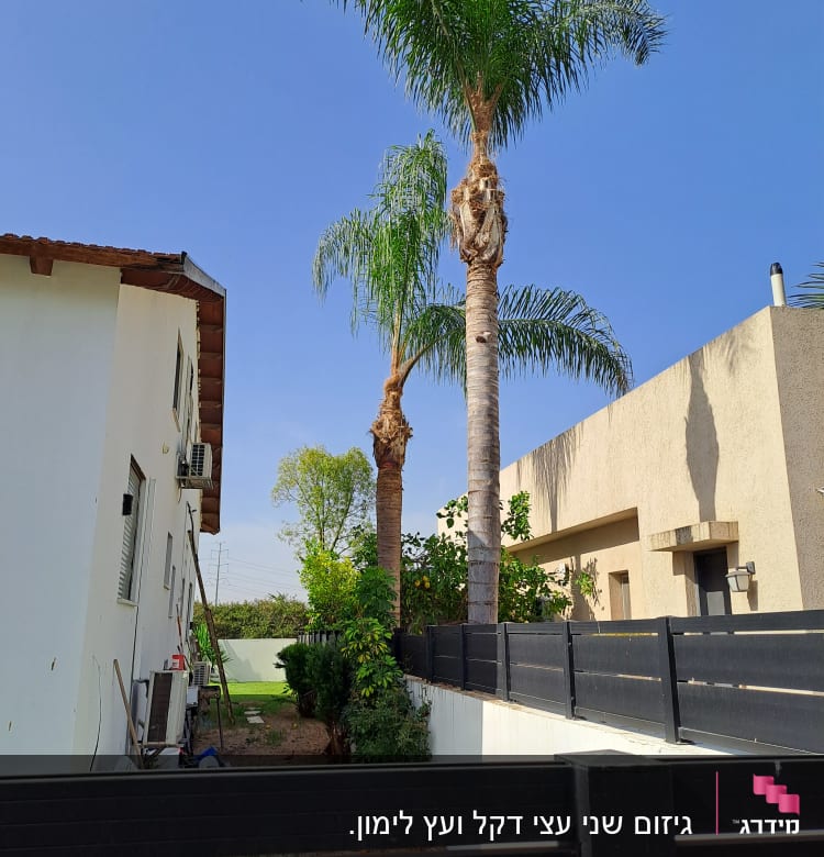 שני עצי דקל גזומים לצד גדר שחורה